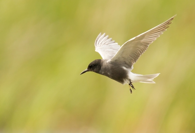 Afgelopen zondag een prachtige dag gehad met de fotoclub in de Wieden. Ondanks het grotendeels mindere weer nog een aantal leuke foto's kunnen maken! De Sterns zijn echt super snel en ik had ook heel veel foto's nodig om een paar geslaagde opnamen over te houden! Hier wil ik er graag een laten zien!