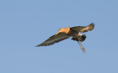 gemaakt met sigma 300mm 2.8 en nikon d300s.afc en diafragma 6.3