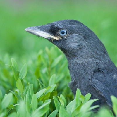 Gisteren kwam ik thuis en zag deze jonge kauw in de voortuin zitten. Snel de camera gepakt en een paar portredfoto's gemaakt. Het kauwtje zat hierbij op de buxeshaag