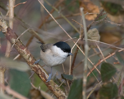 Was op zoek naar een ijsvogel, die liet zich niet zien. Wel deze glanskop laat op de middag.