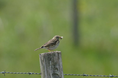 zag deze graspieper zitten op n paaltje met in zijn bek deze spin of vlieg?misschien dat jullie het weten