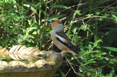 Appelvink genietend van het water nadat hij heerlijk van de vruchten van de krentenboom had gesnoept