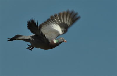 Ik zat in de achtertuin en regelmatig vlogen er duiven over. Ik dacht dat het wel een leuke oefening zou zijn om ze vast te leggen, het was eigenlijk mijn eerste keer dat ik een vliegende vogel goed erop heb gekregen.