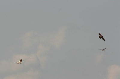 twijfel over de hier getoonde roofvogel , cirkelden samen , maar werden verjaagd door kraai en Kievit , ze draaiden ieder een andere kant op . vooral het erge witte , en het formaat in vergelijking met de kievit doen mij twijfelen tusdsen de buizerd of slangenarend