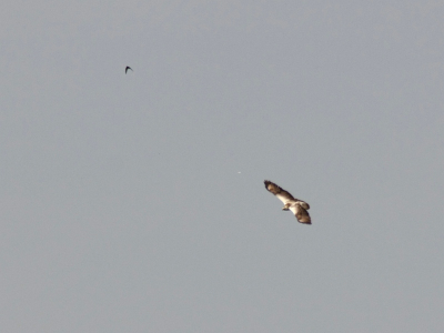 tweede foto van dezelfde vogel als in mijn vorige upload . de donkere vogel niet meer kunnen fotograveren.