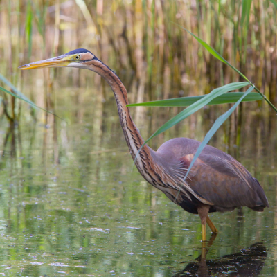 Onopvallend kwam de purperreiger vanuit het riet gestapt op amper 10 m van de kijkhut "La Sous" in de Brenne. Hij bleef er even onbeweeglijk staan vooraleer zijn prooi te grijpen.