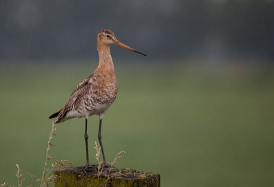 vanmorgen ondanks de regen nog even op pad geweest deze grutto ging er nog even mooi voor zitten.je ziet dat het net harder begint te regenen