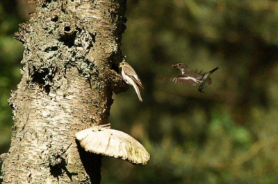 Kwam bij toeval dit koppel tegen in het deelerwoud, vond het zelf wel een mooi plaaptje in de natuur pa en moe aan het voeren van de kinderren