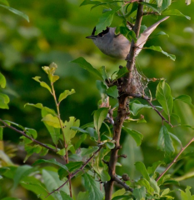 begin van de avond tegen 20:uur  zon ik hoorde een enorm gezang en was onder de indruk van zo een kleine vogel