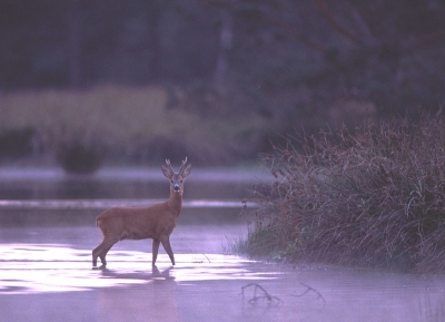 Mijn eerste foto op birdpix. Omdat het reeenbronst is, maar dit jaar nog geen bijzondere foto gemaakt hebt, even een gescande dia van vorig jaar opgezocht. Een reebok bij het laatste licht in het water.. Ik vind hem sfeervol. Ben benieuwd wat jullie ervan vinden....
