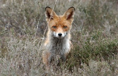 Wel een beetje laat, maar als "starter" op birdpix wil ik even een aantal opnames laten zien en de reacties afwachten. Hierbij een moervos bij haar bouw in de (hoge) heide. Jongen hadden langdurig op korte afstand van me zitten spelen tot de moer kwam. Haar blik is fascinerend!