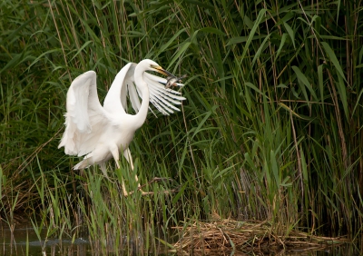 Deze grote zilverreiger kwam af en toe voorbij vliegen, deze keer met een stekelbaars in de bek.