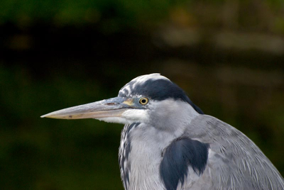 Mijn favoriete vogel in Den Haag, je komt ze overal tegen en ze zijn goed om mee oefenen.