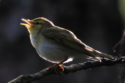 Met tegenlicht en een donkere boom erachter kreeg ik vanzelf  een  mooi sfeertje. Als dit vogeltje fluit dan trilt zijn staart net zo hard als zijn keel.
