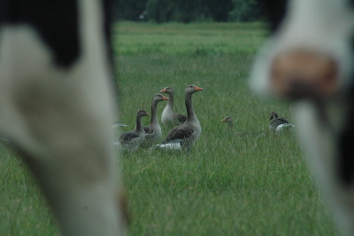 Deze familie grauwe ganzen "graasden" tussen een kudde koeien. Ze liepen erbij of het weiland van hun was.