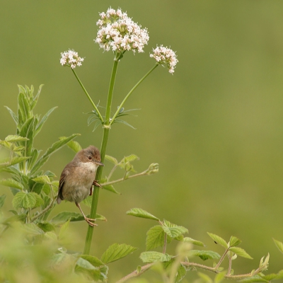 Grasmus in natuurlijke setting. Het is een probeersel. Vind het zelf wel een passend plaatje. Misschien wel een hoog Libelle gehalte... ;)

Groet Leendert