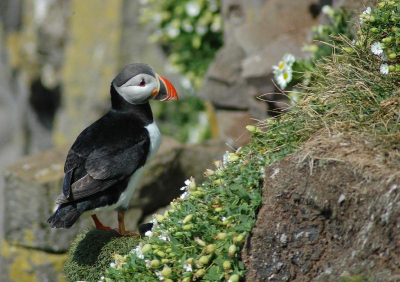 Hallo allemaal. Dit is mijn eerste upload op Birdpix. Eventuele op- en aanmerkingen over de bewerking ed. zijn altijd welkom. 
Afgelopen zomer ben ik met mijn ouders en broertje naar IJsland geweest en we hebben in twee weken het hele eiland gezien. Dit is toch een van de mooiere Papegaaiduiker-foto's die ik daar gemaakt heb op het meest westelijke puntje van IJsland, en tevens Europa. Alle foto's die ik daar gemaakt heb zijn op de AUTO-stand van de camera en dat is gelukkig goed gegaan.