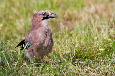 Deze Gaai was druk bezig om insekten uit het gras halen en had in tegenstelling tot wat ik gewend ben weinig aandacht voor de auto waar ik in zat.