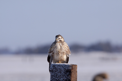 buizerd met 1.4 converter zie andere foto voor vergelijking met de 2x converter.
zie ook onderstaande topic:
http://www.birdpix.nl/viewtopic.php?p=90128#90128