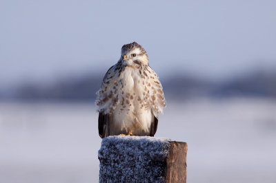 buizerd met 2x converter zie andere foto voor vergelijking met de 1.4x converter.
zie ook onderstaande topic:
http://www.birdpix.nl/viewtopic.php?p=90128#90128