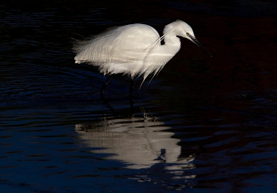 Het licht was al vrij hard, de omstandigheden gebruikt om de reiger eruit te laten knallen.