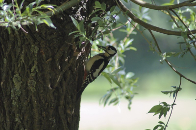 Deze grote bonte specht was zo druk doende met het verzamelen van voedsel dat 'ie ons niet heeft opgemerkt en zo op deze knotwilg genoeg eten kon verzamelen.