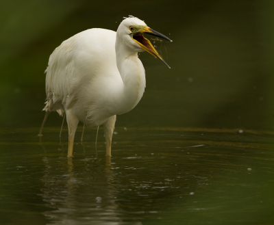 Bij de vogelkijkhut zaten een aantal grote zilvers te foerageren. Heb eindelijk een foto maken die ik al een tijdje wou maken! Technisch niet helemaal perfect, want je kunt zien dat er wat riet in de weg zat en het standpunt had wat lager moeten zijn! Helaas zijn dat de manco's van een dergelijke hut! Desondanks ben ik erg blij met deze foto!