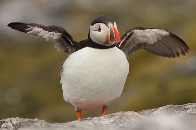 Hier nog een foto van twee weken geleden op de farne islands. Het was puur genieten van alle vogels die daar zitten. Deze papegaaiduiker sloeg eens even lekker zijn vleugeltjes uit om daarna weg te vliegen....