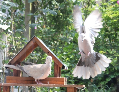 Turksel tortels in de tuin een opvliegend en de ander op de voederplaats.