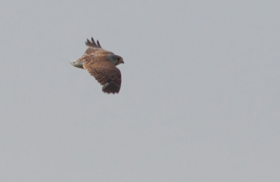 Hier de (belabberde) foto van de torenvalk zonder staart... wat een raar gezicht!