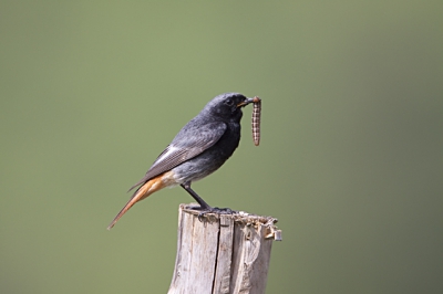 mijn eerste upload op Birdpix,  deze zwarte roodstaart gespot tijdens een paar daagjes in Duitsland, ze hadden hun nest onder het dak van het hotel waarin wij zaten, het paartje vloog af en aan, hier is het mannetje met een vette rups.