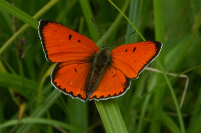 Ik wweet de latijnse naam helaas niet, maar daar kan iemand me vast mee helpen. 
Ik heb misschien wel een uur achter de vlinder aangezeten, maar omdat hij erg territoriaal is, komt hij steeds op de plek terug en heb ik uiteindelijk deze foto kunnen maken.