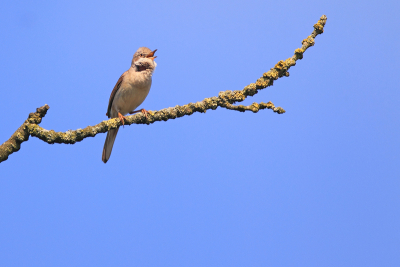 Ik hoop dat m'n determinatie klopt anders hoor ik het graag. Vogeltje bleef maar rondjes vliegenvan boom naar boom totdat hij naar wat ik hoopte een kale dode boom uitkoos.