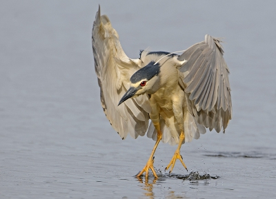 Nooit geweten dat Kwakken ook zwemmend op zoek gaan naar vis.
Deze Kwak lande in het water om na een paar minuten weer op te vliegen met een smakelijke vis in zijn bek.