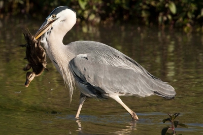 Ik was deze blauwe reiger aan het volgen en tot mijn verbazing pakte hij ineens deze eend. De maandopdracht was op in en boven het water en deze wou ik graag hiervoor posten