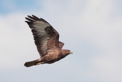 Deze buizerd zat op een lantaarnpaal. De vogel maakte aanstalte om op te vliegen, maar bleef zitten. Toen verder gefietst en snel deze foto kunnen maken toen de Buizerd wel opvloog.