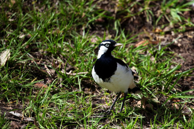 Kon op birdpix nog geen foto van deze vogel vinden. Weet ook de Nederlandse naam niet. 
Foto gemaakt in Kirra Beach aan de Gold Coast in Queensland Australi.