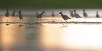 Een iets ander plaatje van de tureluur. Deze foto heb ik gisteren avond gemaakt terwijl de ene naar de ander bui voorbij kwam... Toch heeft een aantal bijzondere foto's op geleverd, waaronder deze.

Groet Leendert