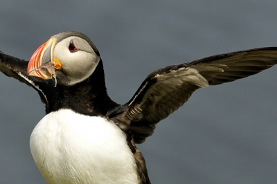 terug van 2 weken weg gewest zie ik allemaal papegaaiduikers langskomen op birdpix. Doe ik ook een duit in het zakje. Foto van 1 jaar geleden.