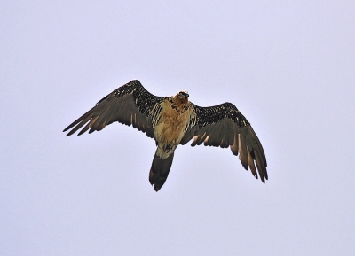 This adult Bearded Vulture was spotted over a scenic mountain village at 2,200 m., looking for a prey.