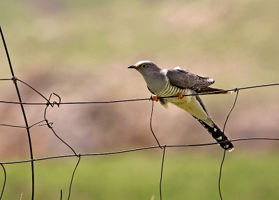This Cuckoo was found at 2,500 m of elevation, where Snowcocks roam.