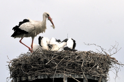 De boer bij wie dit ooievaarsnest staat vertelde van hooi wat gevoerd wordt.
Even later kwam deze ooievaar aanvliegen met hooi of gras in zijn bek.
Wie weet wat de functie hiervan is?