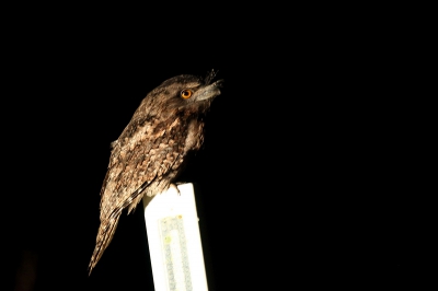 Kwam deze Tawny Frogmouth tegen op een paaltje langs de kant van weg wachtend op de insecten.