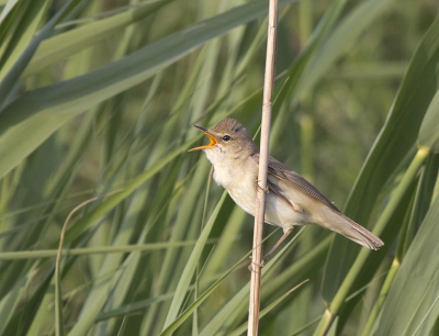 Langs ons kanaaltje zitten er nogal wat. Met het mooie weer is het dan een zangerij van jewelste. 
Ik vindt al dat riet op de achtergrond wel wat afleiden maar het is nu eenmaal een rietzanger. Ik durf ook niet zo goed meer met een volle lensopening (en dus kleine scherptediepte) te fotograferen, ik heb het idee dat mijn lens dan beduidend minder scherp is.