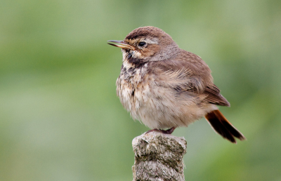 Gisteren voor het eerst met mijn nieuwe lens opstap geweest, naar de rietputten. Deze jonge blauwborst was gelukkig bereid even te poseren in de miezerregen.