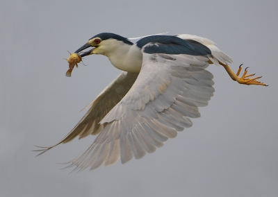 Van de week een foto ge upload van een landende Kwak op het water , dit is weer dezelfde vogel maar nu terwijl die vanuit het water het luchtruim koos maar wel met smakelijke hap.