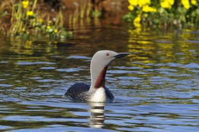 in een klein watertje vlak bij onze camping dreef deze prachtige roodkeelduiker rustig rond, in het gele licht van overvloedig bloeiende dotterbloemen