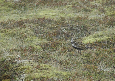 Een Goudplevier die, in tegenstelling tot Nederland, wl iets aan zijn gouden camouflage heeft. Hij ging op in de omgeving. Het was wel erg grauw en nat weer toen.