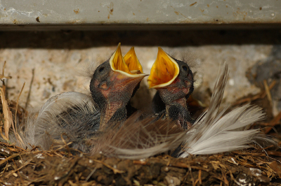 Normaal gesproken worden er geen nestfoto's geplaatst i.v.m. verstoring.
Hier hoop ik op een uitzondering gezien de lokatie. Dit was in een ondergrondse gang van een bunkercomplex in Normandie waar rondleidingen worden gegeven en je ook zelf kunt rond kijken. Overal in de buurt van de gaten zaten zwaluwnesten en de drukke ouders trokken zich weinig aan van de bezoekers, sterker nog, af en toe bukken voor deze bewonertjes.
Buiten in de roosters stikte het van de mussen die daar nestelden.
Overigens die grote bekkies deden denken aan de schreeuwende soldaten.