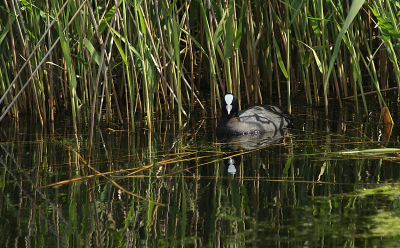 Vorige week samen met een klasgenoot een paar foto's in de omgeving gemaakt. Vandaag ben ik weer mee geweest, maar helaas was het weer niet echt goed. Wel wat landschapsfoto's kunnen maken maar verder niet echt veel. Hier dan nog maar een foto van vorige week.